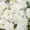 SUPERBELLS® Double White Calibrachoa - Annuals