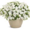 SUPERBELLS® Double White Calibrachoa - Annuals