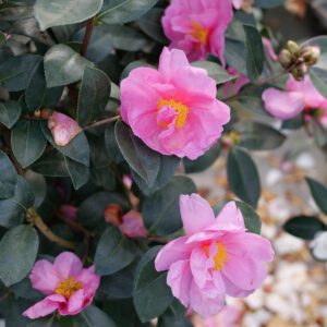 JUST CHILL™ Double Mauve Camellia - Shrubs