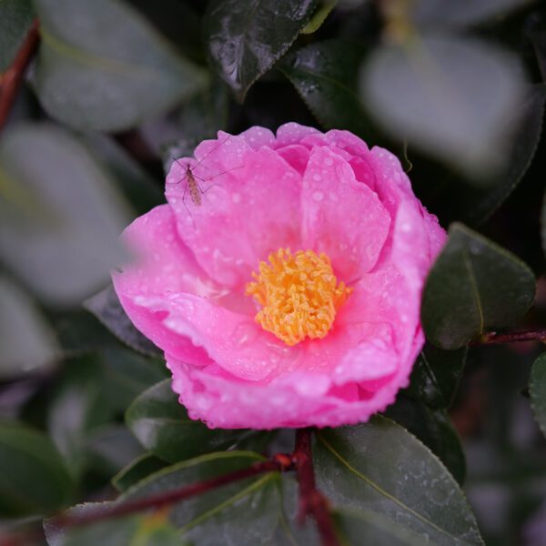 JUST CHILL™ Double Mauve Camellia - Shrubs