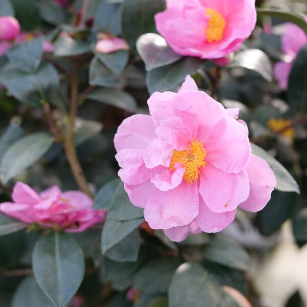 JUST CHILL™ Double Mauve Camellia - Shrubs