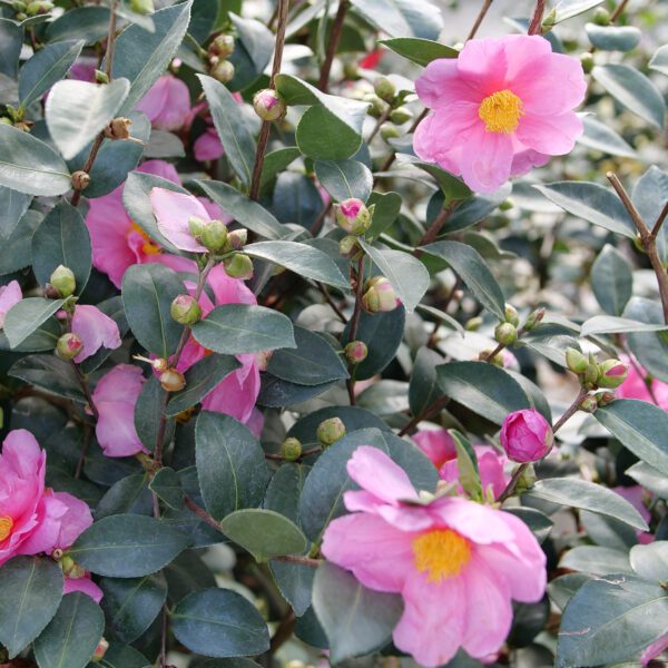 JUST CHILL™ Double Mauve Camellia - Shrubs