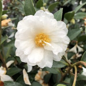 JUST CHILL™ Double White Camellia - Shrubs