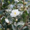 JUST CHILL™ Double White Camellia - Shrubs