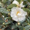 JUST CHILL™ Double White Camellia - Shrubs