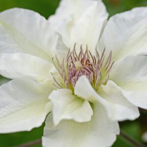 BOULEVARD® Kitty™ Clematis - Perennials