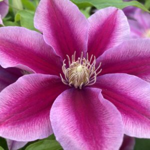 BOULEVARD® POSEIDON™ Clematis - Perennials