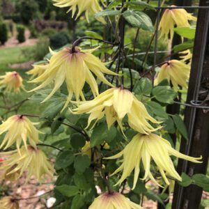 FUNYELLA™ Clematis - Perennials