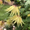 FUNYELLA™ Clematis - Perennials