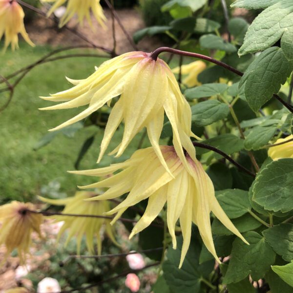 FUNYELLA™ Clematis - Perennials