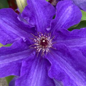 LINDSAY™ Clematis - Perennials