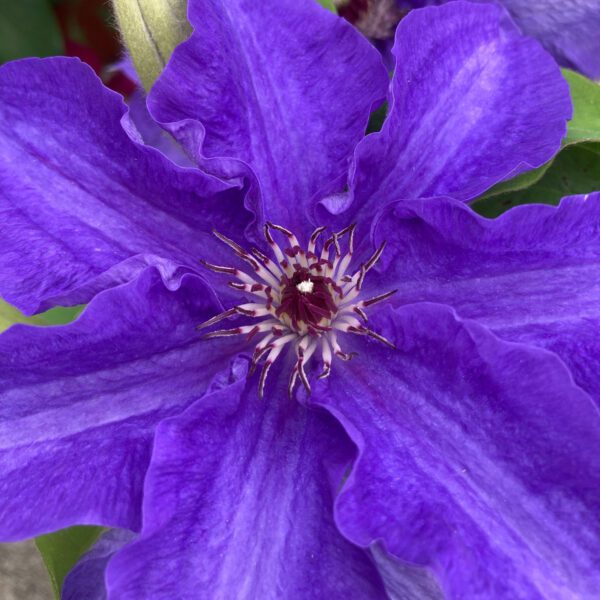 LINDSAY™ Clematis - Perennials