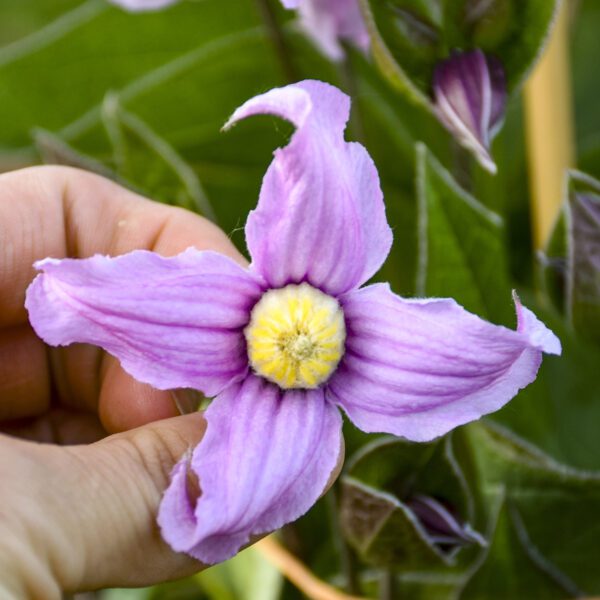 Clematis 'Stand by Me Pink' - Perennials