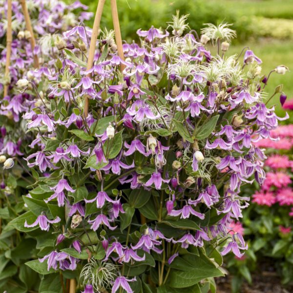 Clematis 'Stand by Me Pink' - Perennials