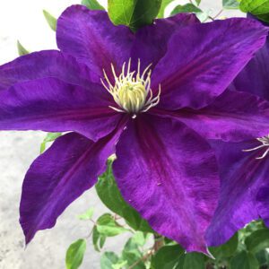 The Duchess of Cornwall™ Clematis - Perennials