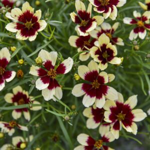 DESIGNER THREADS™ 'Creamy Calico' Coreopsis - Perennials