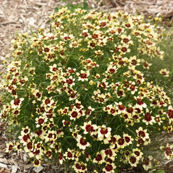 DESIGNER THREADS™ 'Creamy Calico' Coreopsis - Perennials