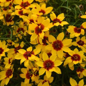 DESIGNER THREADS™ 'Golden Needles' Coreopsis - Perennials