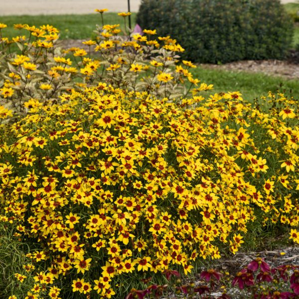 DESIGNER THREADS™ 'Golden Needles' Coreopsis - Perennials