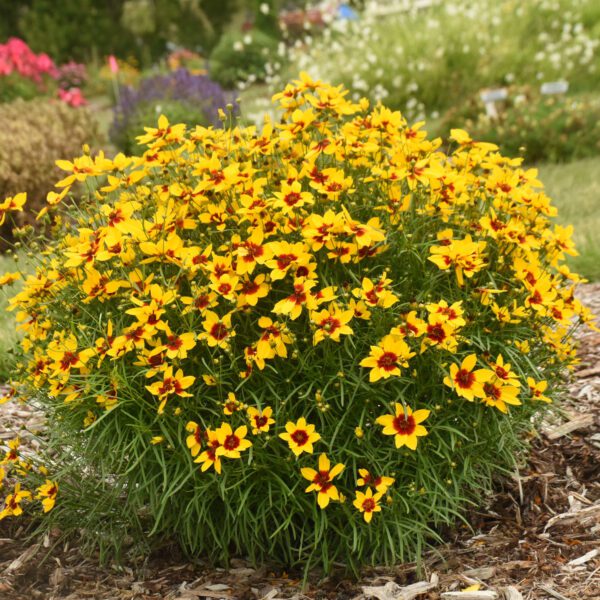 DESIGNER THREADS™ 'Golden Needles' Coreopsis - Perennials