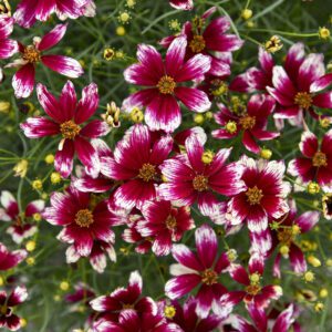 DESIGNER THREADS™ 'Heartstrings' Coreopsis - Perennials