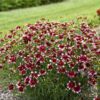 DESIGNER THREADS™ 'Heartstrings' Coreopsis - Perennials