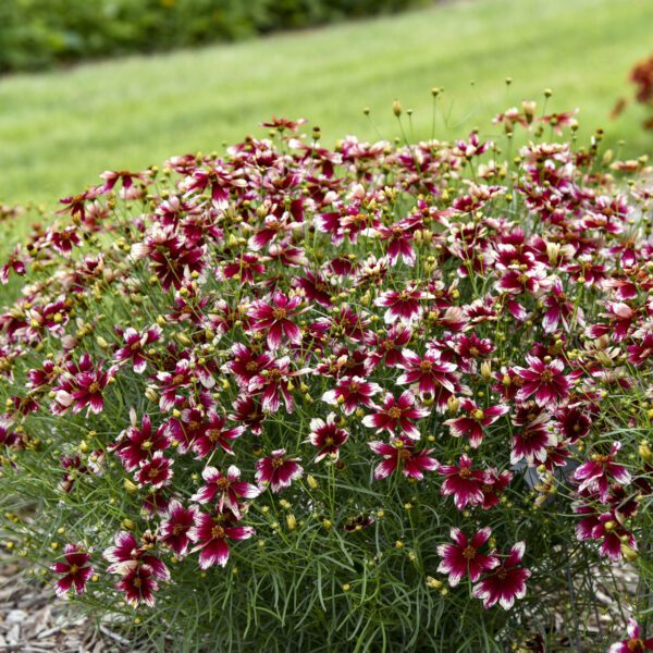 DESIGNER THREADS™ 'Heartstrings' Coreopsis - Perennials