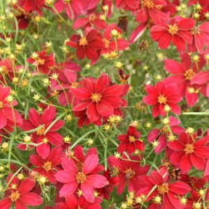 DESIGNER THREADS™ 'Scarlet Ribbons' Coreopsis - Perennials