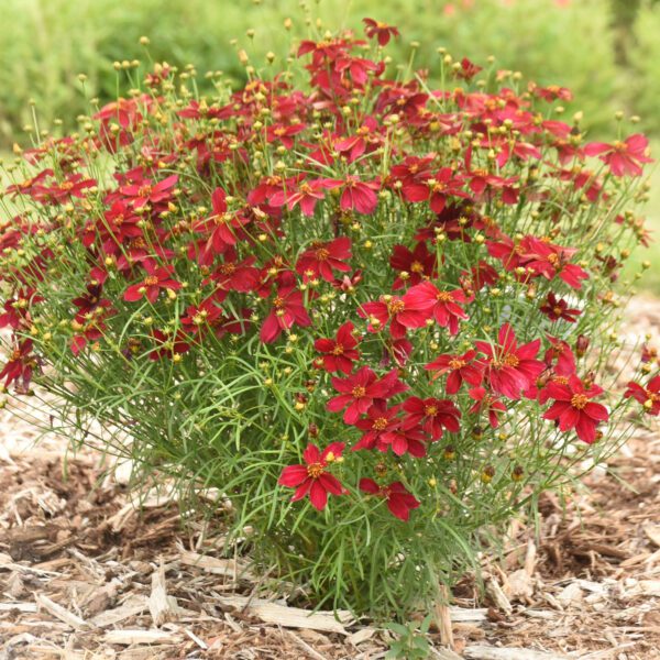 DESIGNER THREADS™ 'Scarlet Ribbons' Coreopsis - Perennials