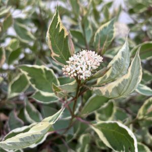 SGT. PEPPER™ Cornus - Shrubs