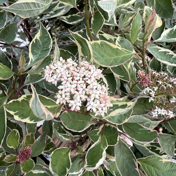 SGT. PEPPER™ Cornus - Shrubs