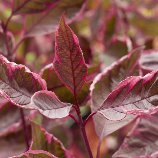 SGT. PEPPER™ Cornus - Shrubs