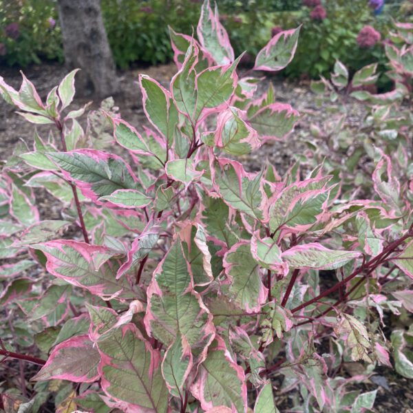 SGT. PEPPER™ Cornus - Shrubs