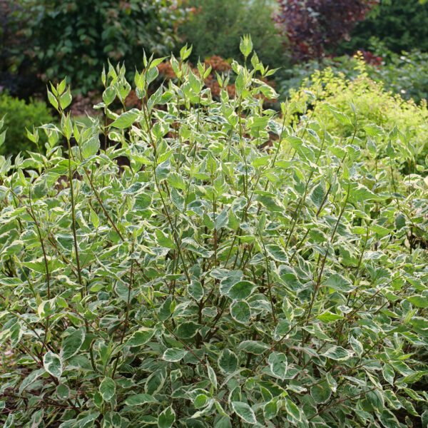 SGT. PEPPER™ Cornus - Shrubs