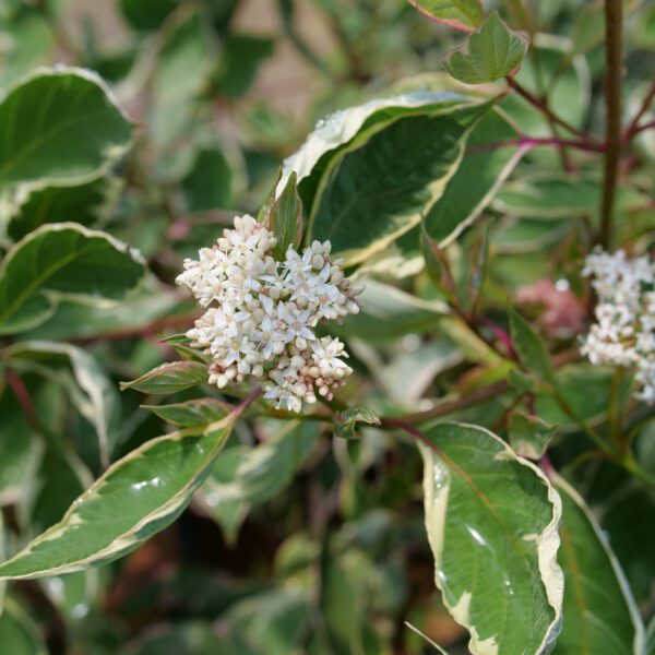 SGT. PEPPER™ Cornus - Shrubs