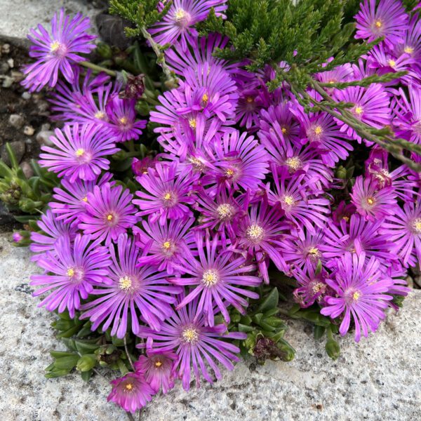 KALEIDOSCOPE™ 'Orchid Flash' Delosperma - Perennials