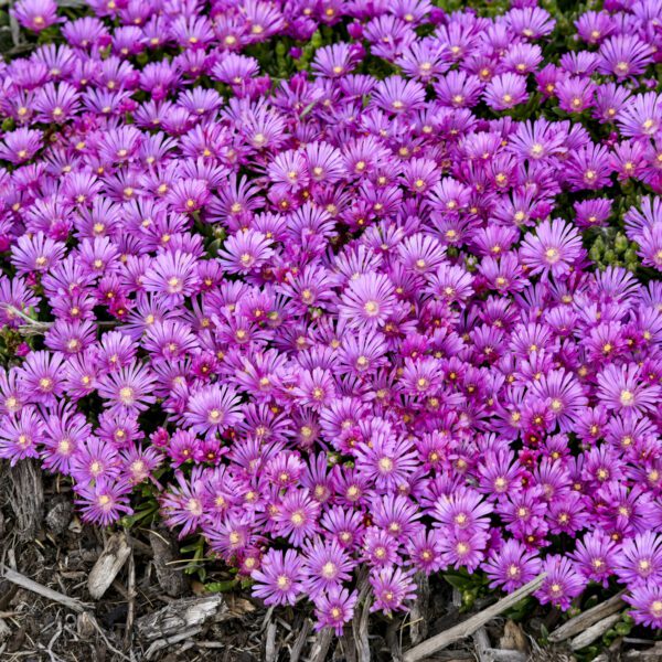 KALEIDOSCOPE™ 'Orchid Flash' Delosperma - Perennials