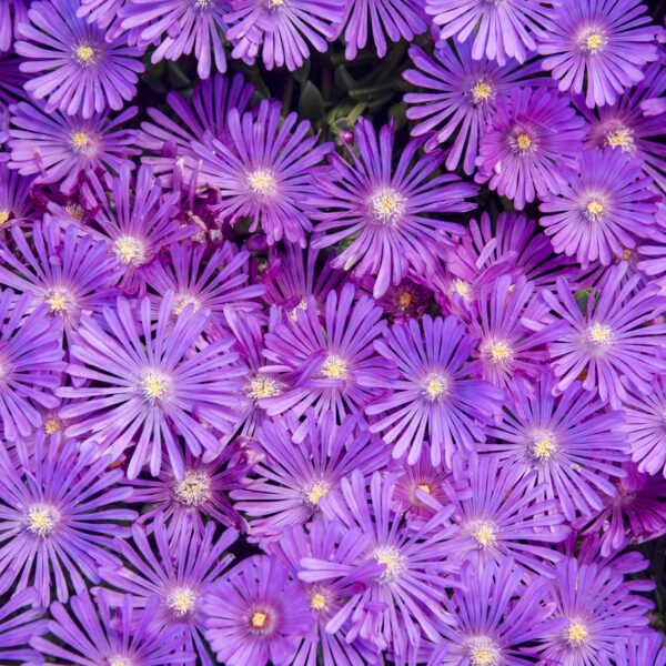 KALEIDOSCOPE™ 'Orchid Flash' Delosperma - Perennials