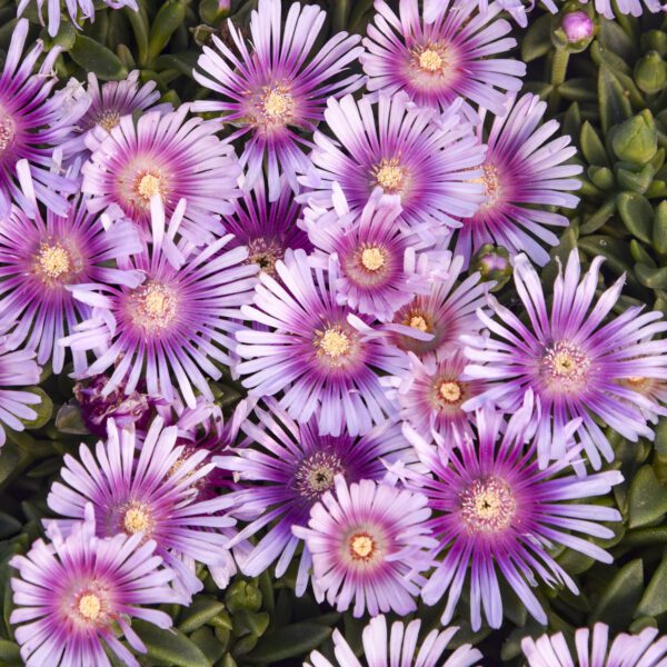 KALEIDOSCOPE™ 'Pink Radiance' Delosperma - Perennials