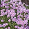 KALEIDOSCOPE™ 'Pink Radiance' Delosperma - Perennials