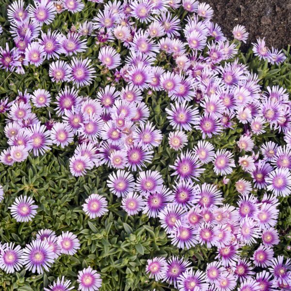 KALEIDOSCOPE™ 'Pink Radiance' Delosperma - Perennials