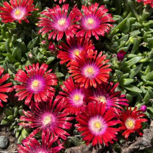 KALEIDOSCOPE™ 'Razzle Dazzle' Delosperma - Perennials