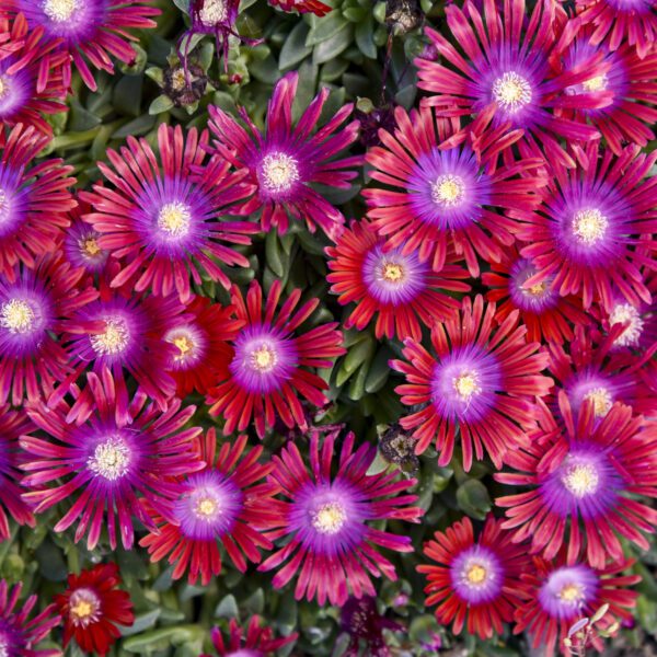 KALEIDOSCOPE™ 'Razzle Dazzle' Delosperma - Perennials