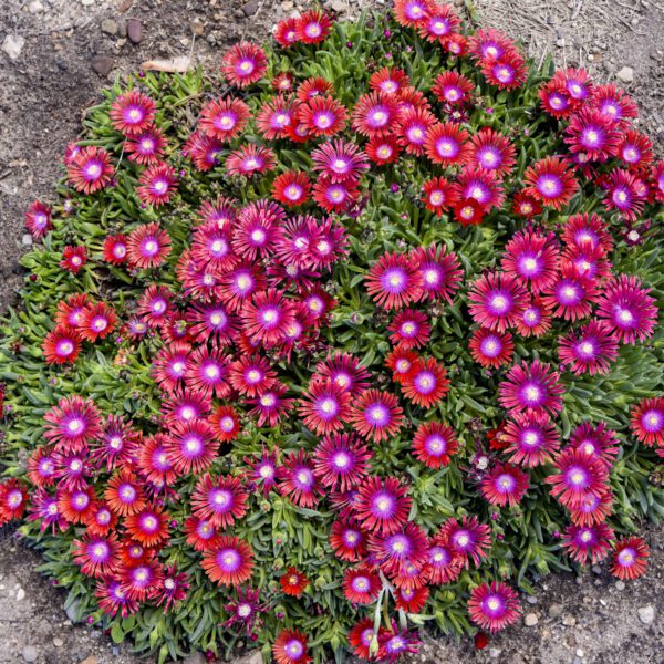 KALEIDOSCOPE™ 'Razzle Dazzle' Delosperma - Perennials