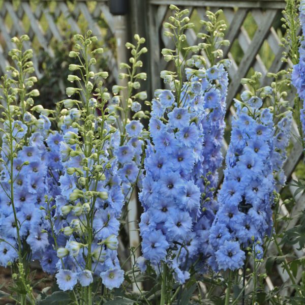 Delphinium 'Blue Lace' - Perennials