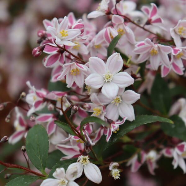 YUKI KABUKI™ Deutzia - Shrubs