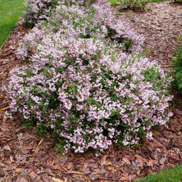 YUKI KABUKI™ Deutzia - Shrubs