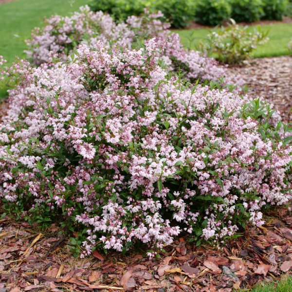 YUKI KABUKI™ Deutzia - Shrubs