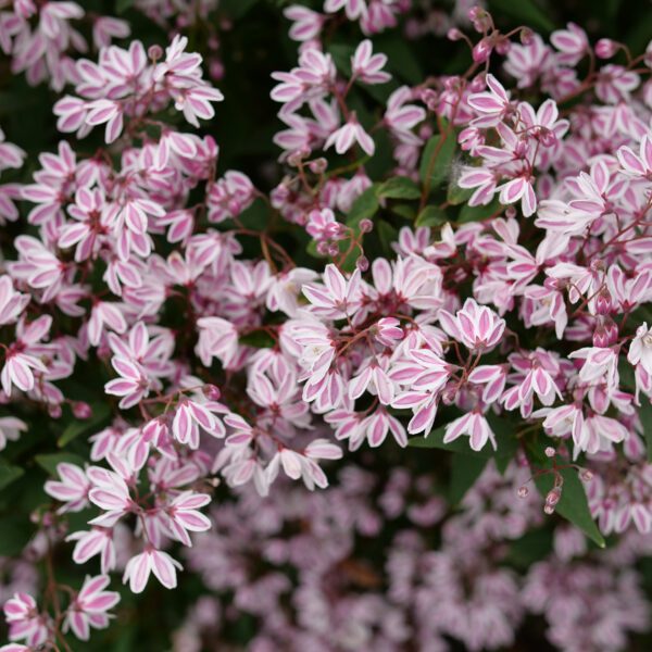 YUKI KABUKI™ Deutzia - Shrubs