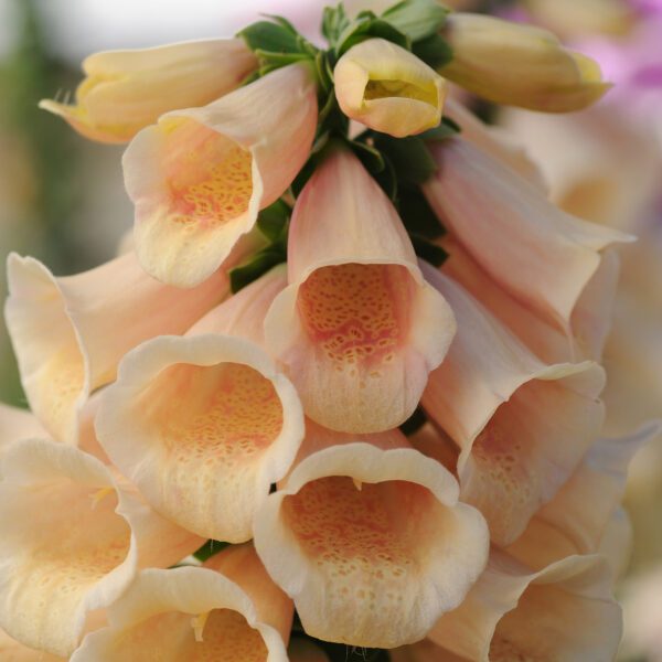 Digitalis 'Dalmatian Peach' - Perennials